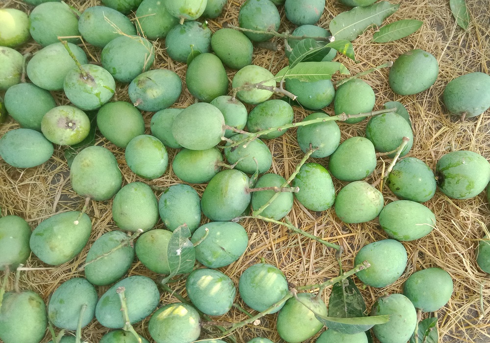 আমের রাজা হিমসাগর আম, হার্ভেস্টিং টাইম
