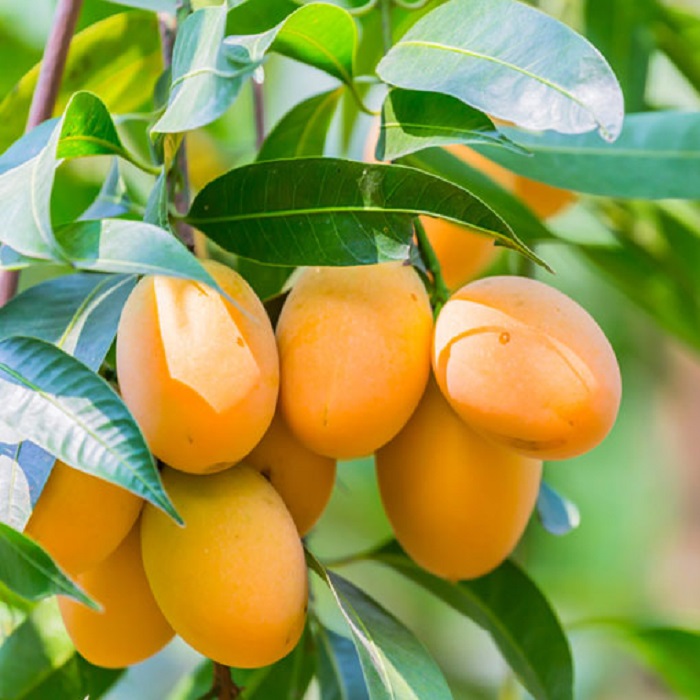 ম্যাংগো বাড়ি