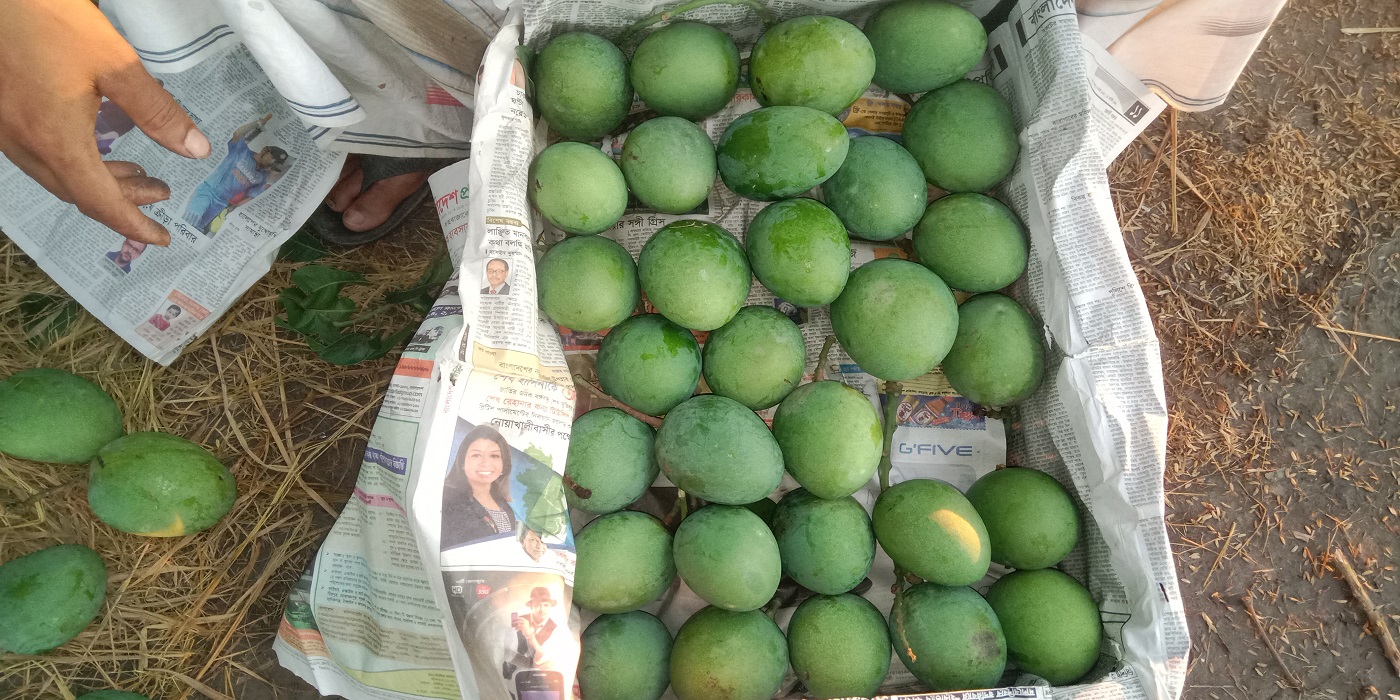 বাংলাদেশের আমের রাজা হিমসাগর আম
