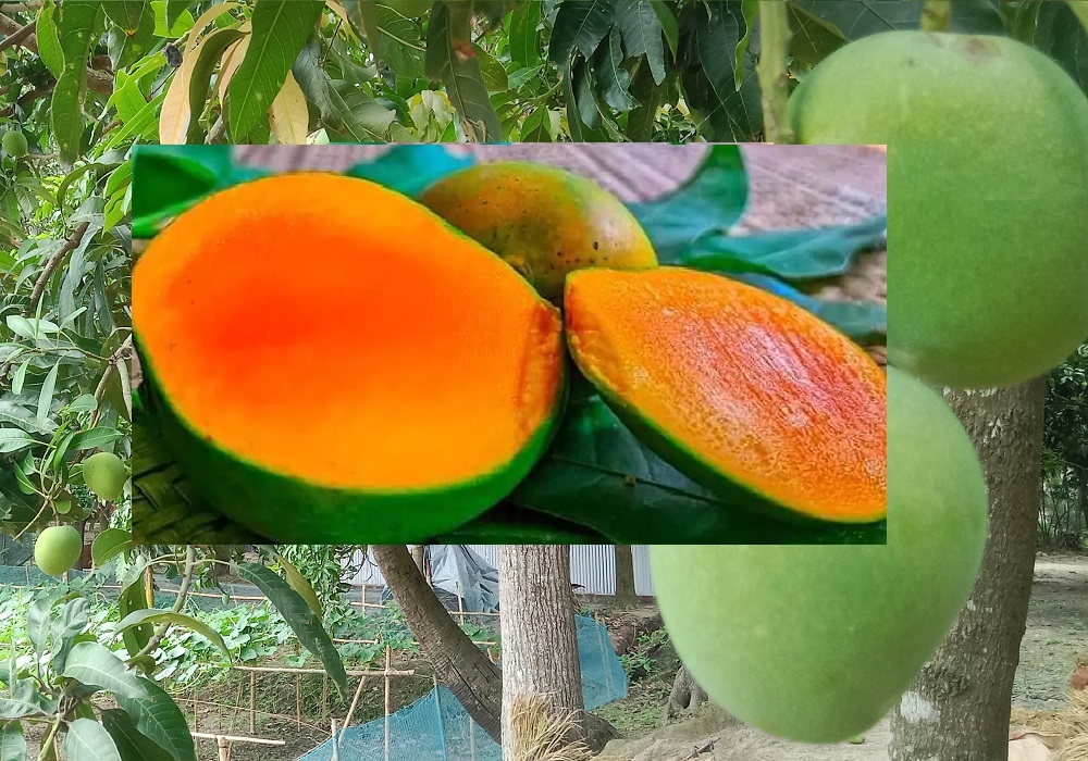 প্রিমিয়াম হিমসাগর আম - রাজশাহীর সেরা স্বাদের আম, ১০০% কেমিকেলমুক্ত