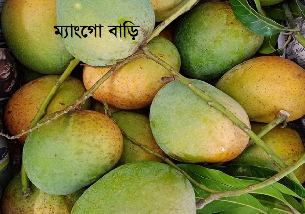 রাজশাহীর খাঁটি আম সম্পর্কে জানুন | জনপ্রিয় জাত, স্বাদ ও অনলাইনে কেনার গাইড